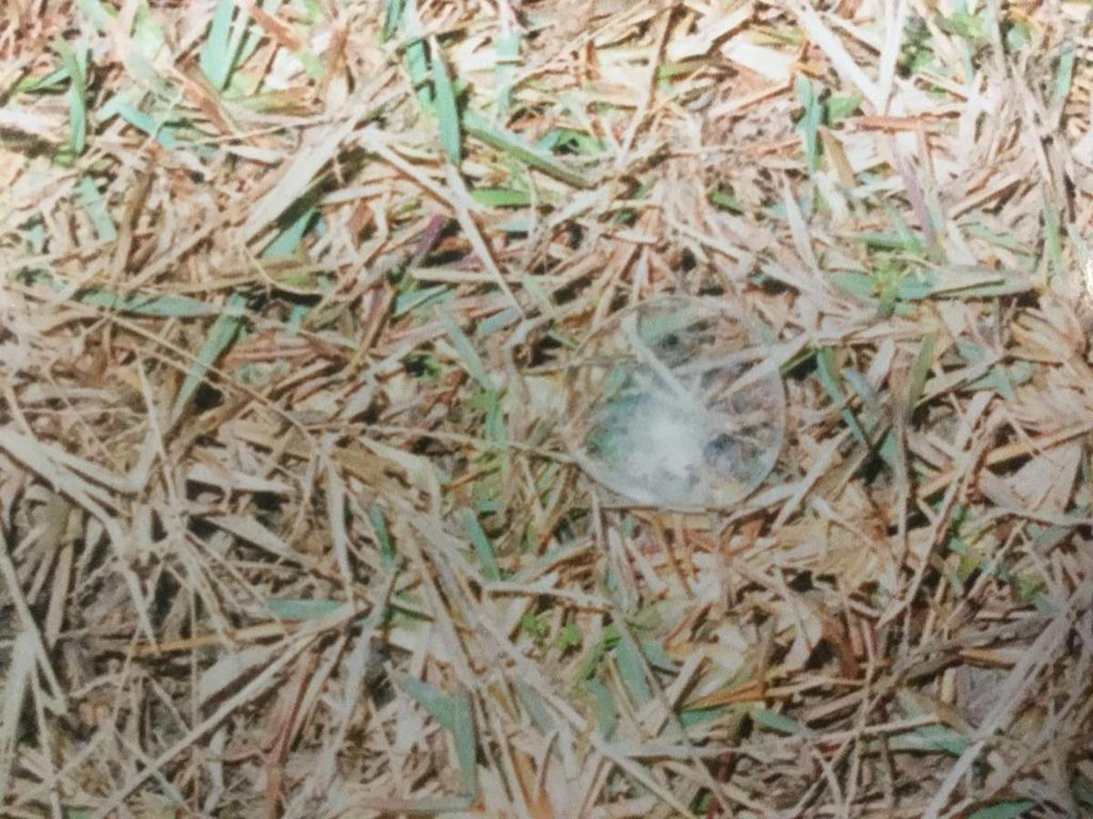 A lens from Milton’s glasses lay on the grass near where police believe Milton was repeatedly struck with an object, possible a tire iron or hammer.