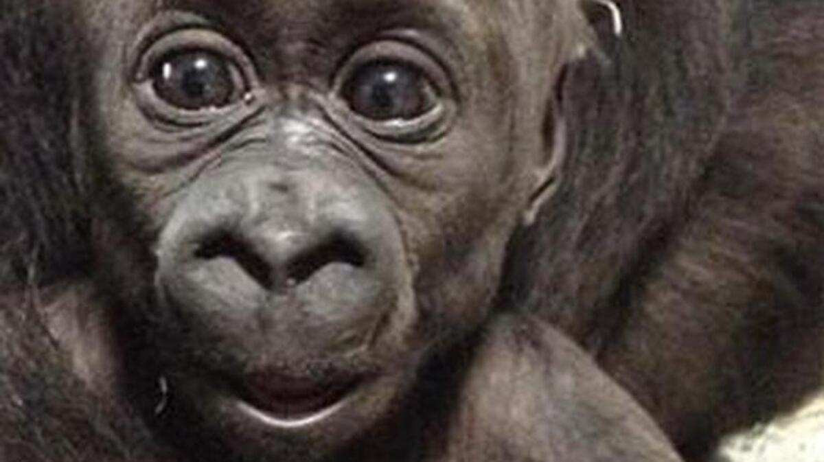 The half-price Wednesday that falls during spring break typically draws thousands of visitors to the Fort Worth Zoo. This year, a baby gorilla is a top attraction.