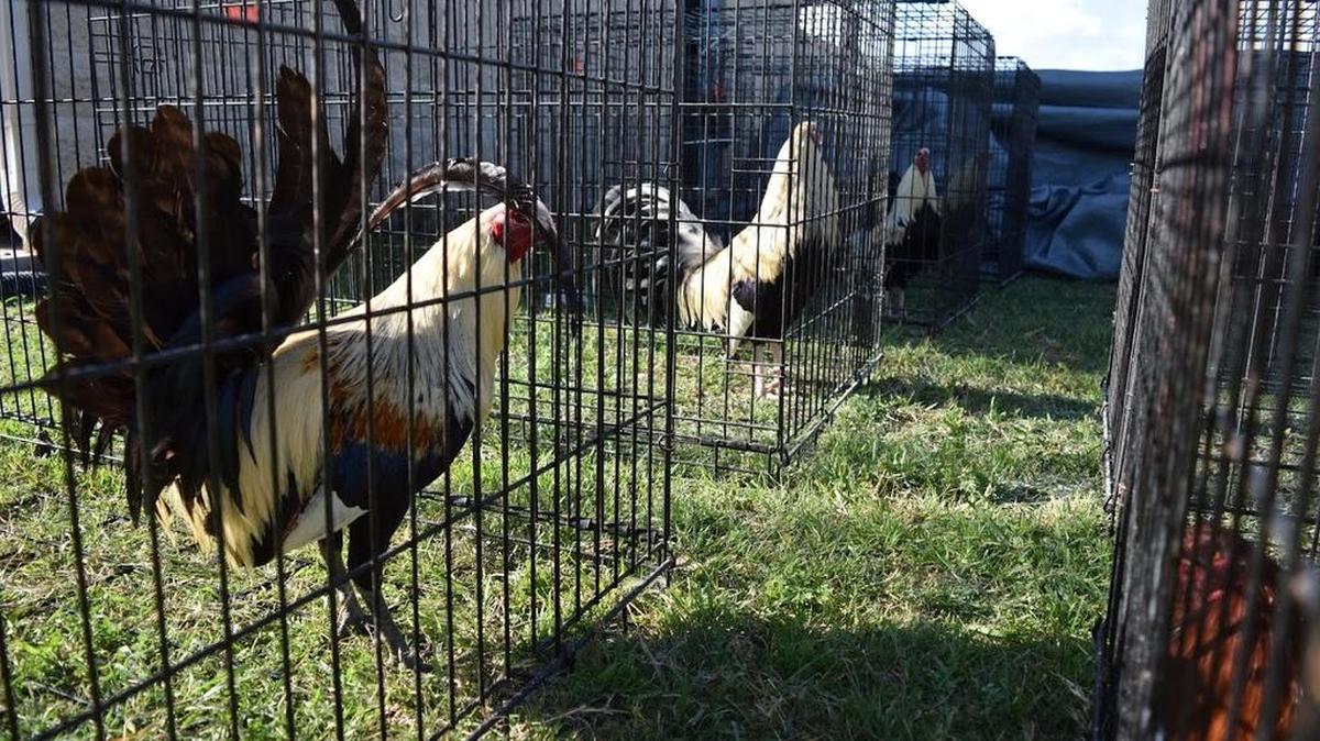 Nineteen roosters were seized Sunday in a raid at a cockfighting site in Johnson County. Nine people were arrested. Officials with the Humane Society of North Texas are caring for the birds.