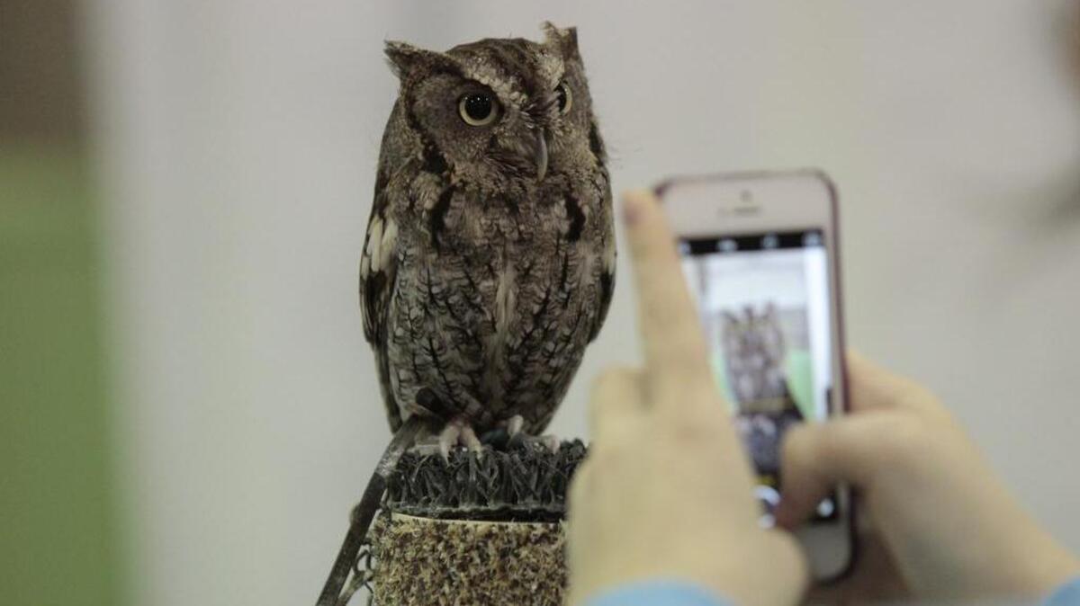 A male eastern screech-owl was a popular Instagram subject on day 10 of the Fort Worth Stock Show & Rodeo in Fort Worth, TX, in 2016.