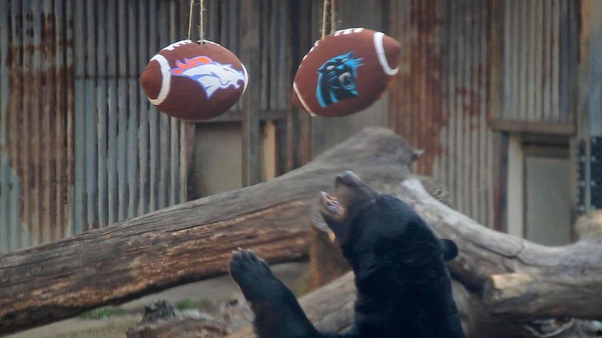 Boudreaux, a 454-pound male black bear at the Fort Worth Zoo, picked the Panthers to win over the Broncos from two papier-mache footballs stuffed with his favorite treats and lowered into his enclosure Thursday. The zoo’s animals have correctly predicted Super Bowl winners the past five out of seven years .