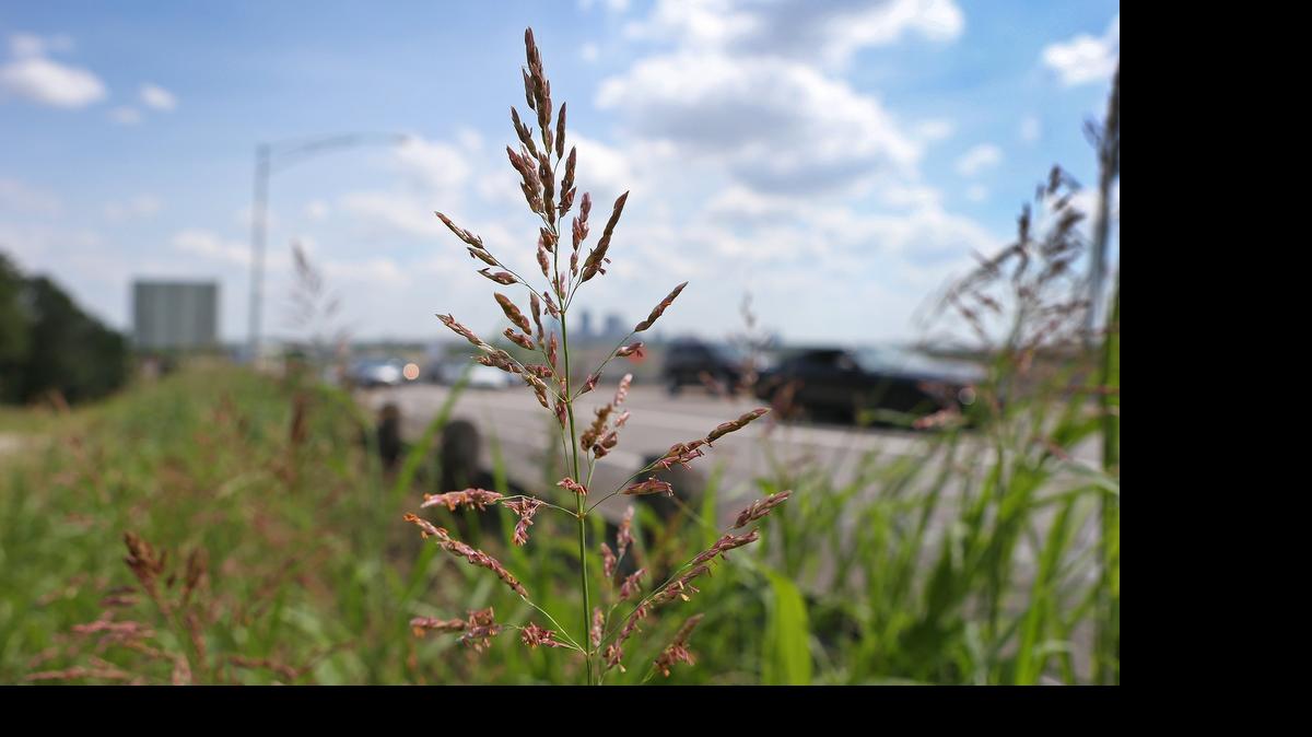 
Interstate 35W in Fort Worth looking south from Oakhurst Scenic Drive is bordered by tall weeds on both sides. The long stretch of wet weather has been good for making weeds grow like weeds, which presents hazards ranging from snakes to wildfire risk.


