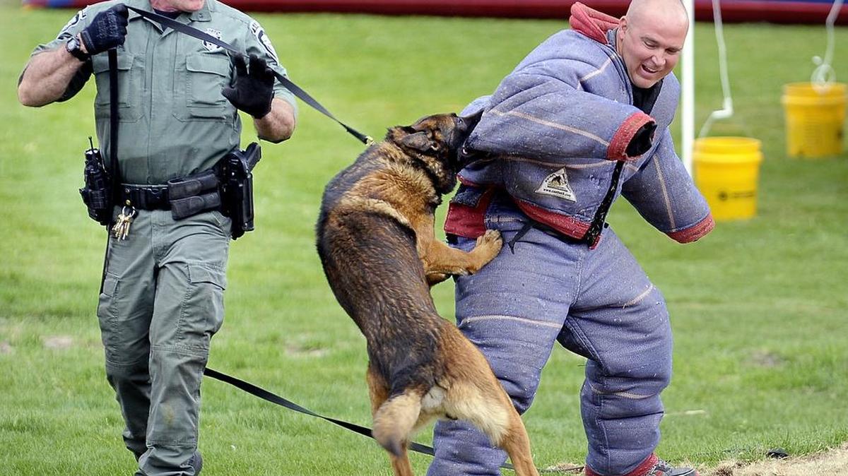 Royce Hearne, Fort Worth Police K9 officer, controls his police dog Niko as it attacks K9 officer Shane Farmer during a demonstration