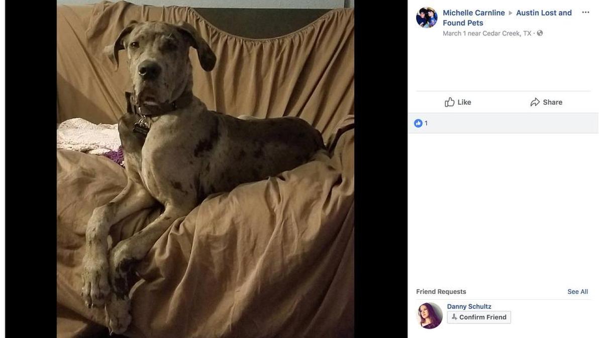 Landon, a 6-month-old Great Dane, was stolen from his house and returned with “horrible injuries,” his owner says.