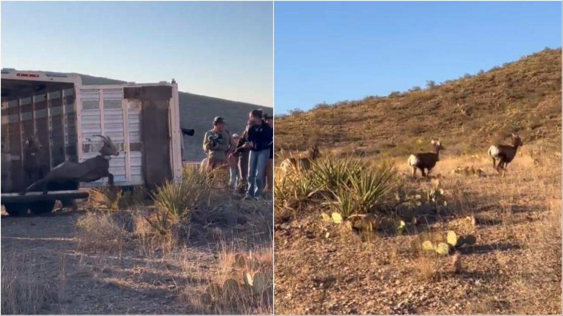The desert bighorn sheep were loaded onto a trailer after the helicopter ride, then let loose in Franklin Mountains State Park.