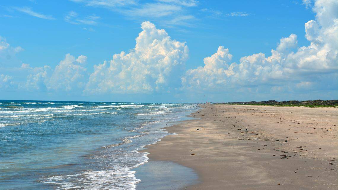 A mutilated sting ray and 15 intact crabs were also discovered at Padre Island National Seashore, officials said.