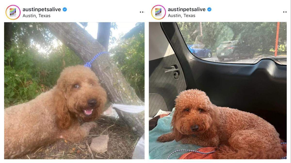A labradoodle named Independence Day was found tied to a tree with a mangled leg. Now he needs a new home.