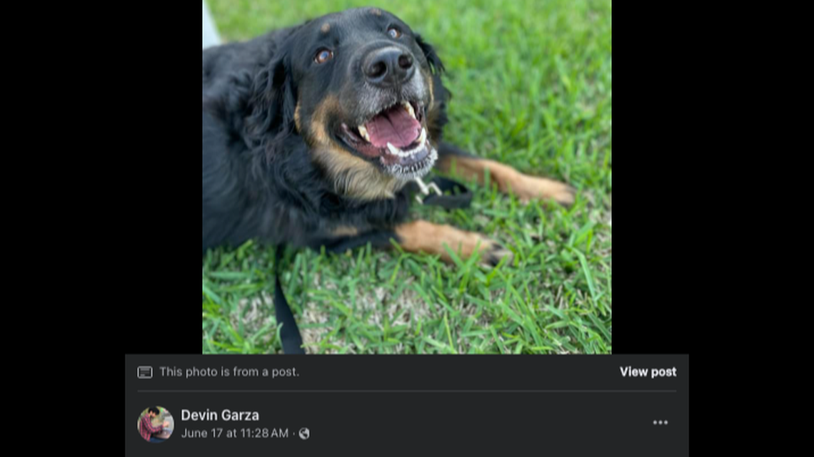 A dog named Juno went missing while under the care of a Rover pet sitter in Denton, Texas, the pet owner says.