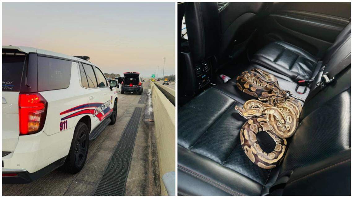 The snakes appear to be ball pythons.