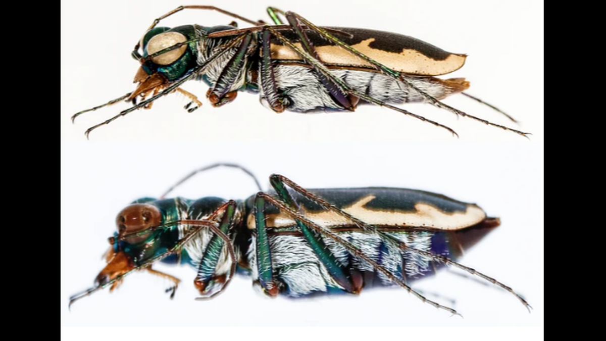 Eunota houstoniana