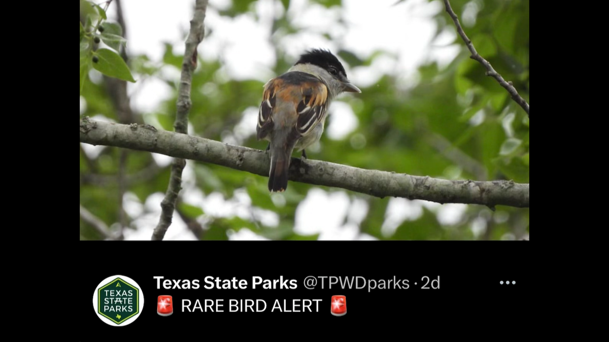 A gray-collared becard was spotted at Resaca de la Palma State Park in Texas, marking the first sighting in the state of the rare bird.