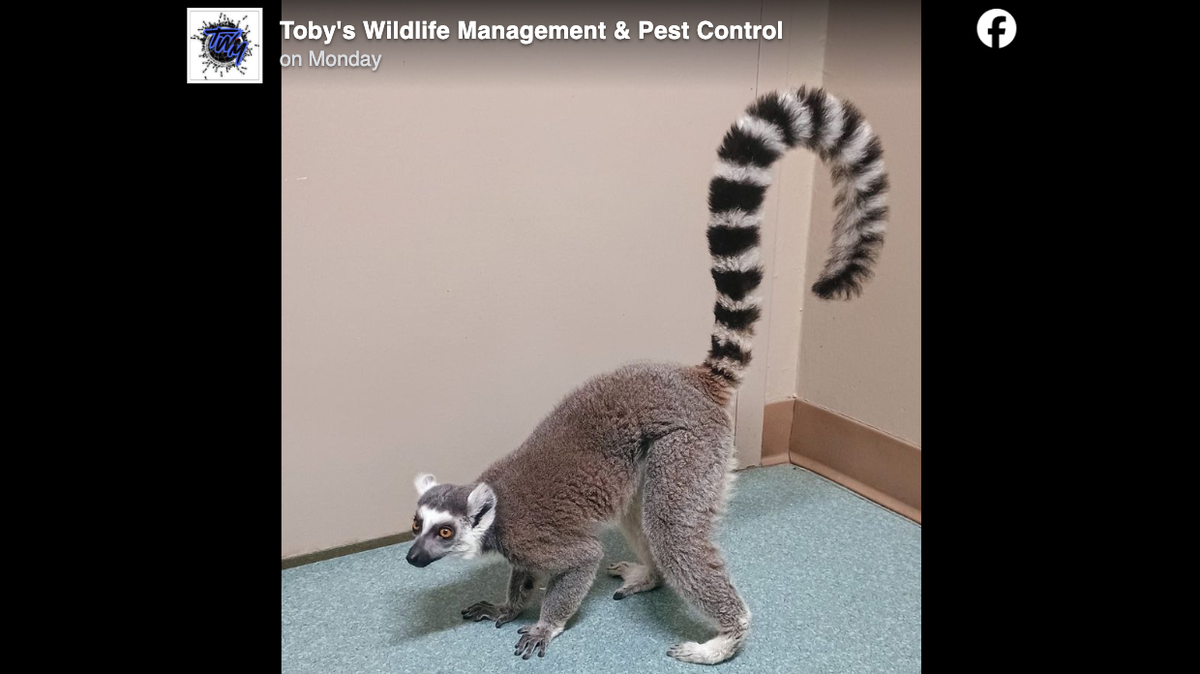 An endangered lemur dumped in a Texas park was rescued by a wildlife service.
