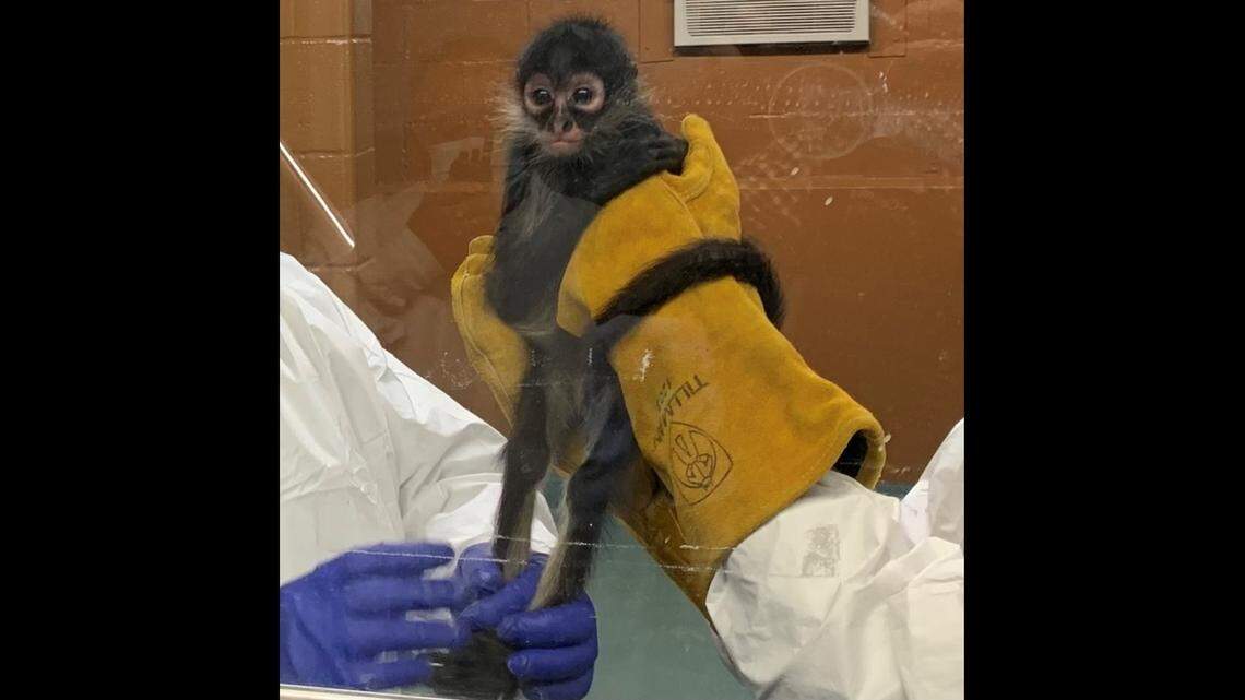 The Texas woman was also sentenced in 2022 for smuggling a spider monkey into the U.S. and fleeing from law enforcement, officials said.