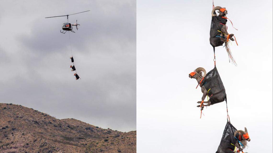 The desert bighorn sheep were loaded onto a trailer after the helicopter ride, then let loose in Franklin Mountains State Park.