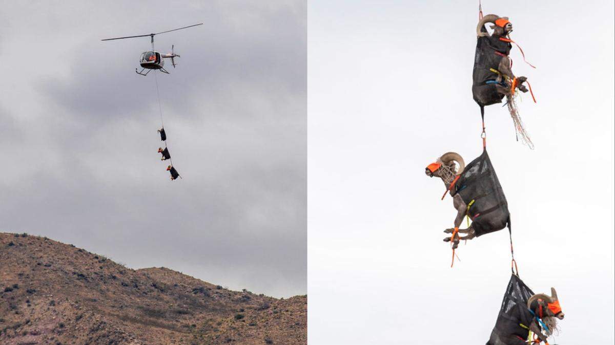 The desert bighorn sheep were loaded onto a trailer after the helicopter ride, then let loose in Franklin Mountains State Park.