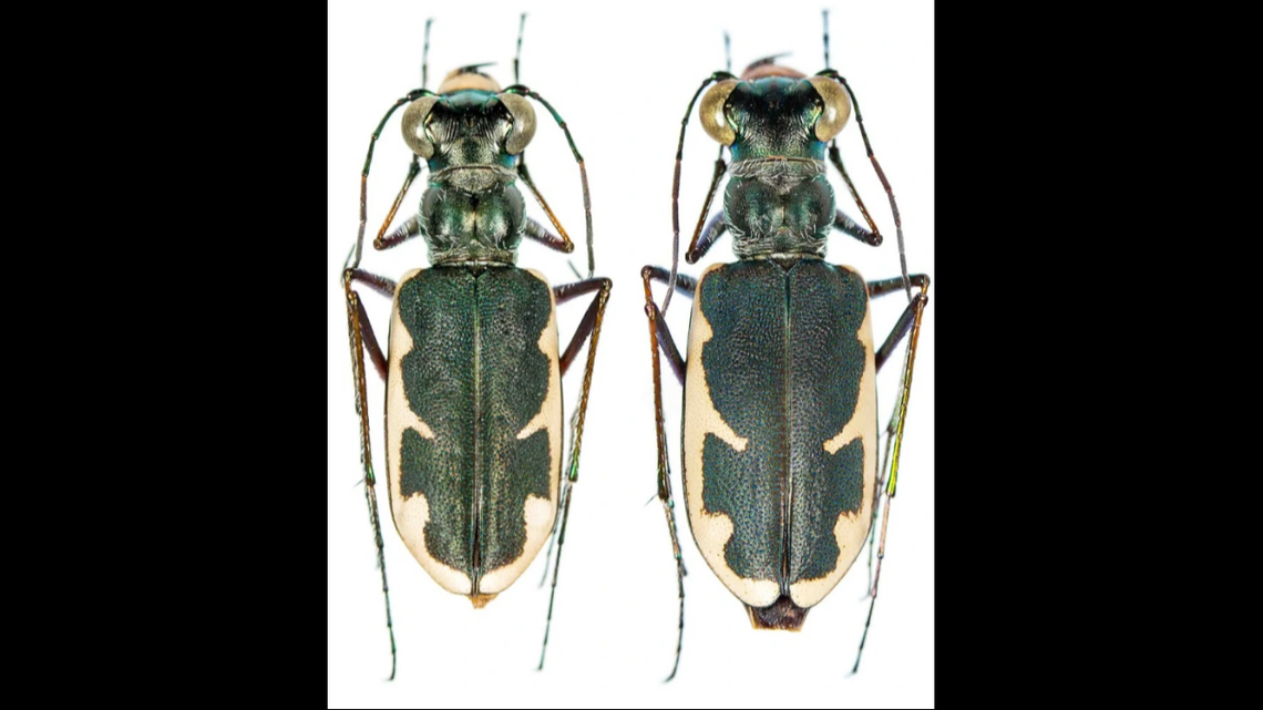 Eunota houstoniana