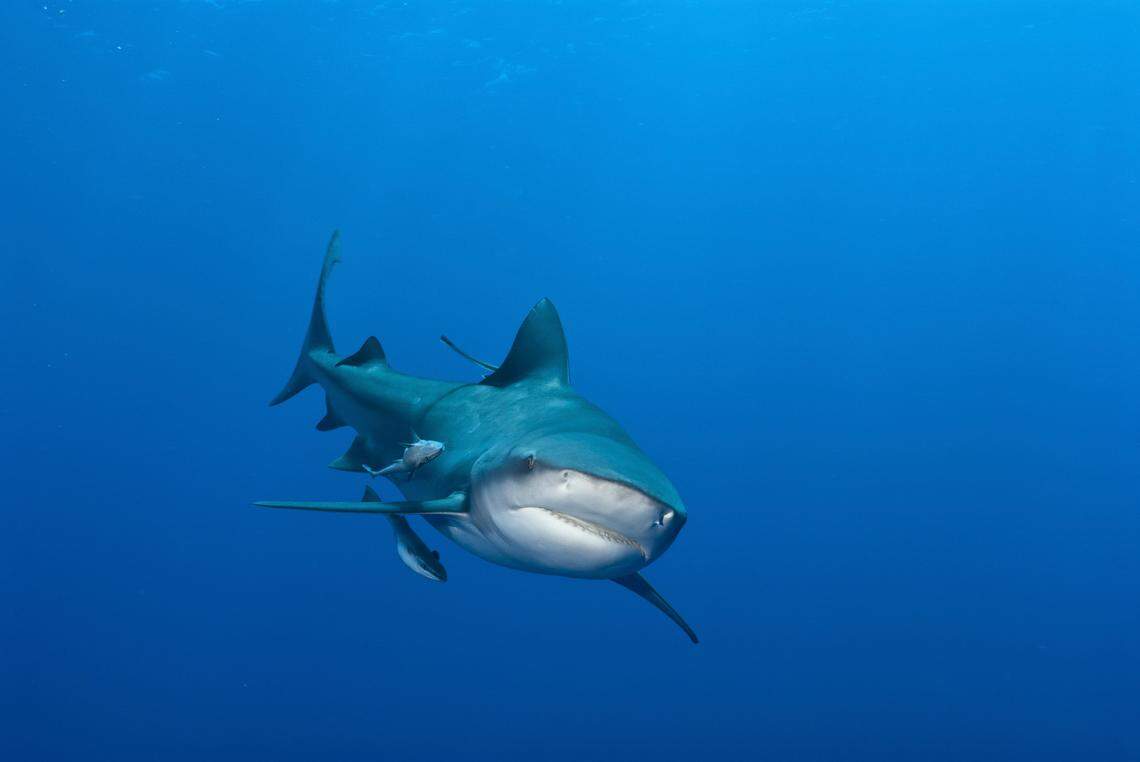 Baby bull sharks are thriving in warming Gulf Coast estuaries, July 2024 study shows.