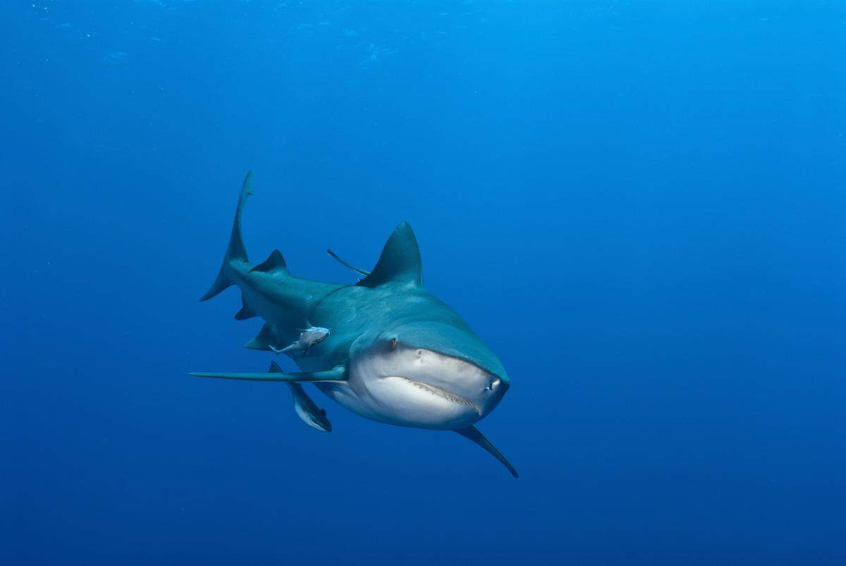 Baby bull sharks are thriving in warming Gulf Coast estuaries, July 2024 study shows.