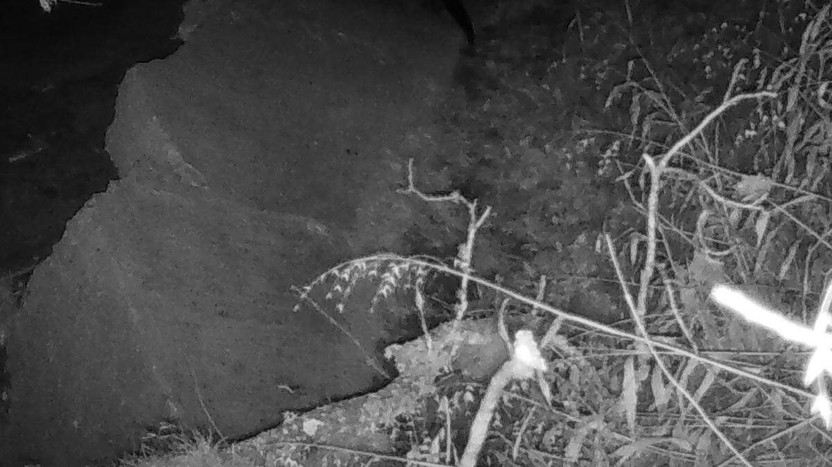 An elusive creature that was once common in Texas was spotted on wildlife trail cameras, officials said.