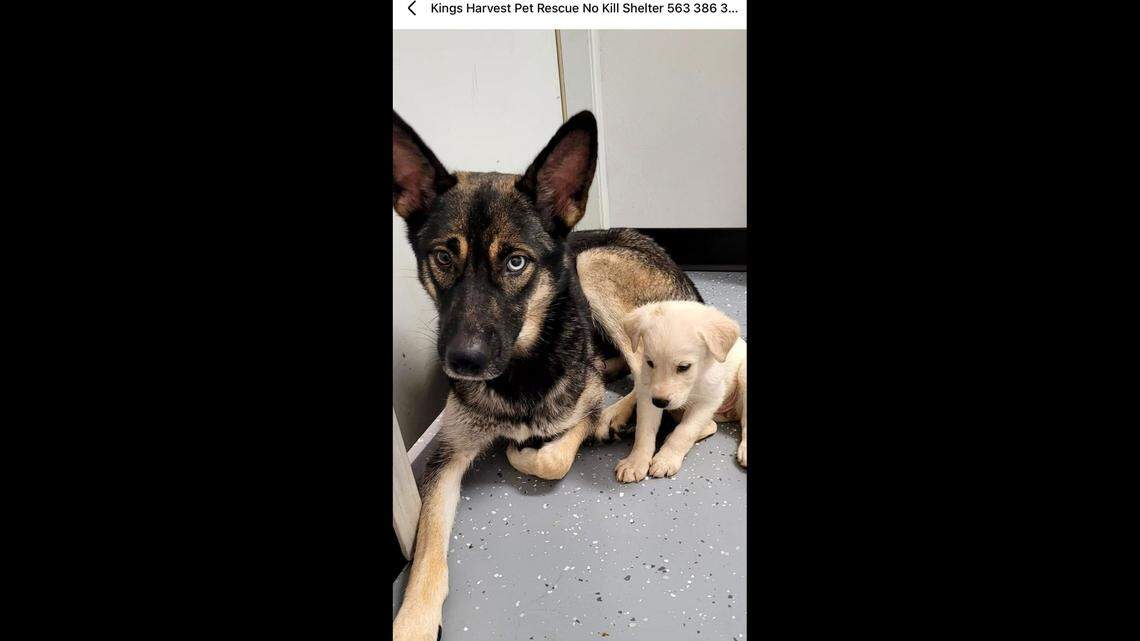 Luna and one of her puppies.