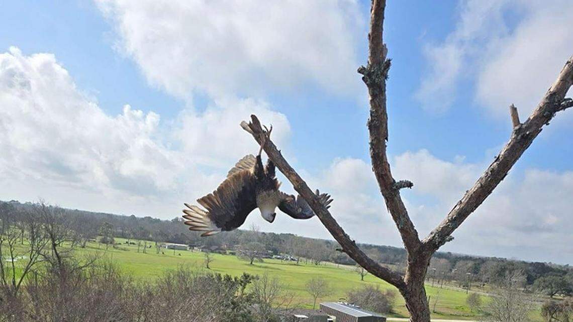 The juvenile bird was initially believed to be a bald eagle, rescuers said.