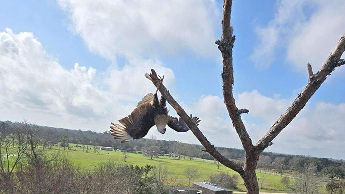 The juvenile bird was initially believed to be a bald eagle, rescuers said.