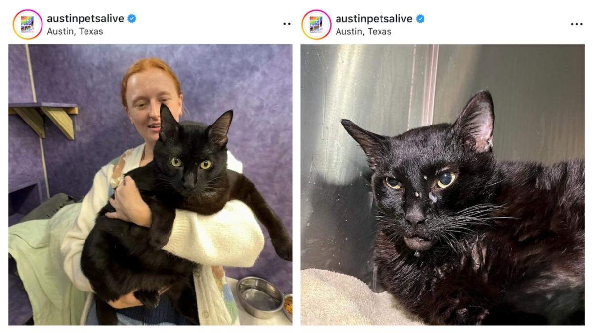 A 26-pound cat named Tanglewood is back at a Texas animal shelter and now needs medical care.
