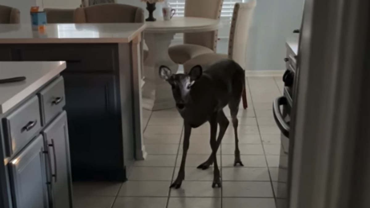 A woman came face to face with a deer that crashed into her Spring, Texas, home.