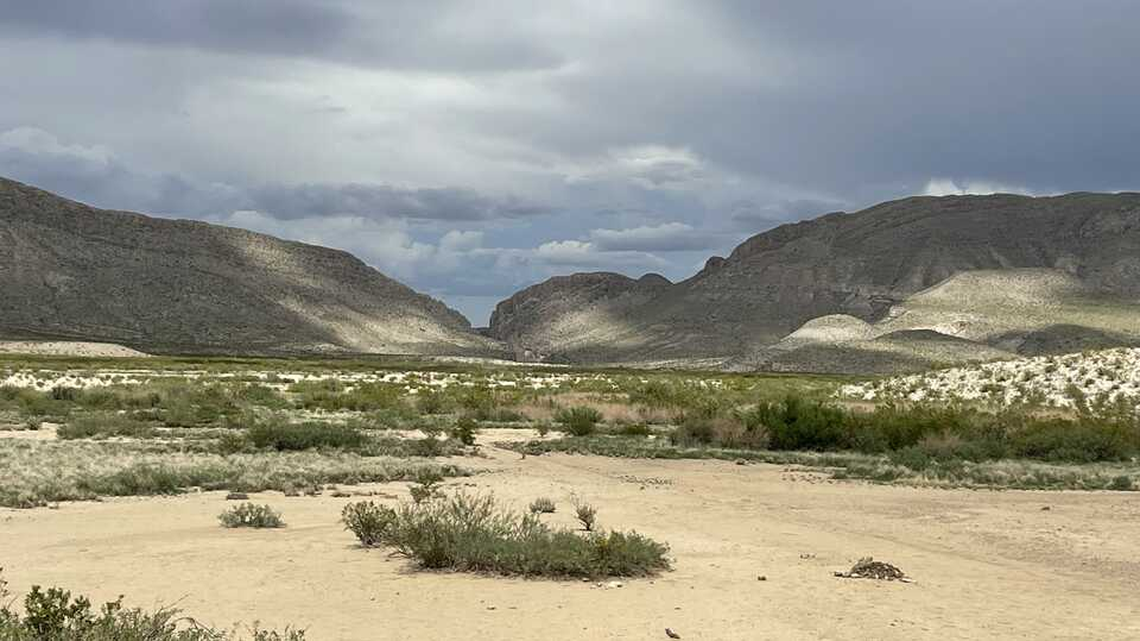A plant recently discovered in Big Bend National Park in Texas is a new species, and a the first member of an entirely new genus, researchers say.