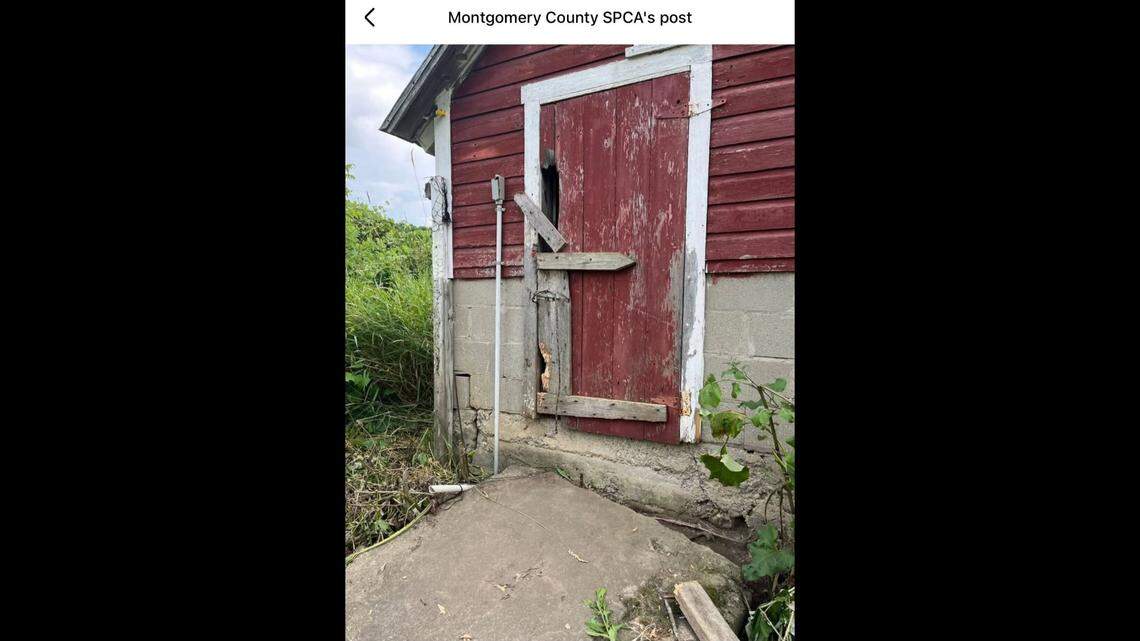 Chicken coop where the dogs were living.