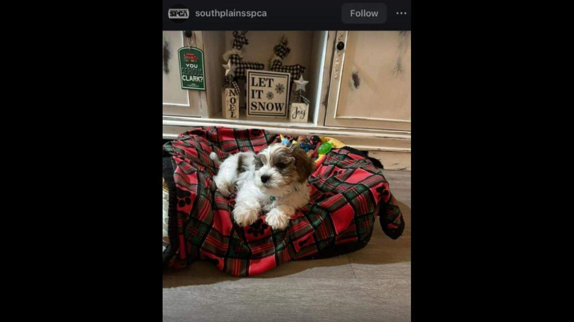 A dog named Kit is ready to be adopted, a Texas shelter said.