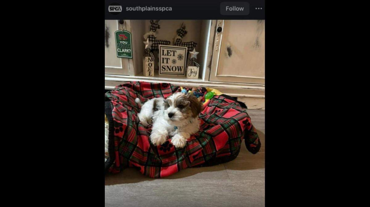 A dog named Kit is ready to be adopted, a Texas shelter said.