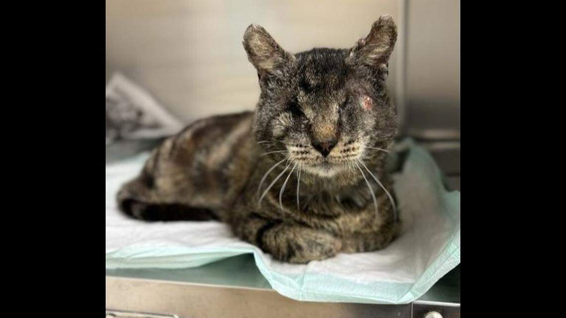 Despite Hardaway’s health challenges, he can “live a happy and fulfilling life,” the shelter said.