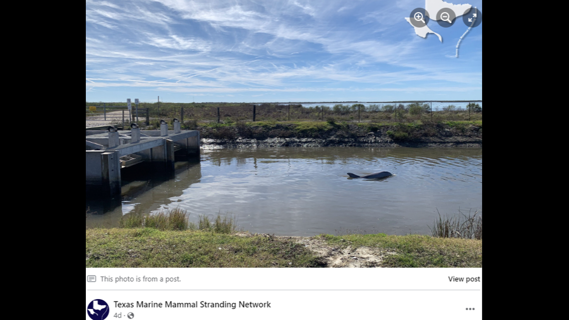 A mother bottlenose dolphin and her calf became stuck behind a dam-like structure, trapping them in shallow water with little food, officials say.