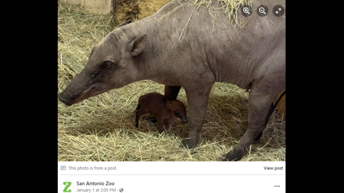 A unique and unusual-looking creature was recently born at the San Antonio Zoo in Texas.