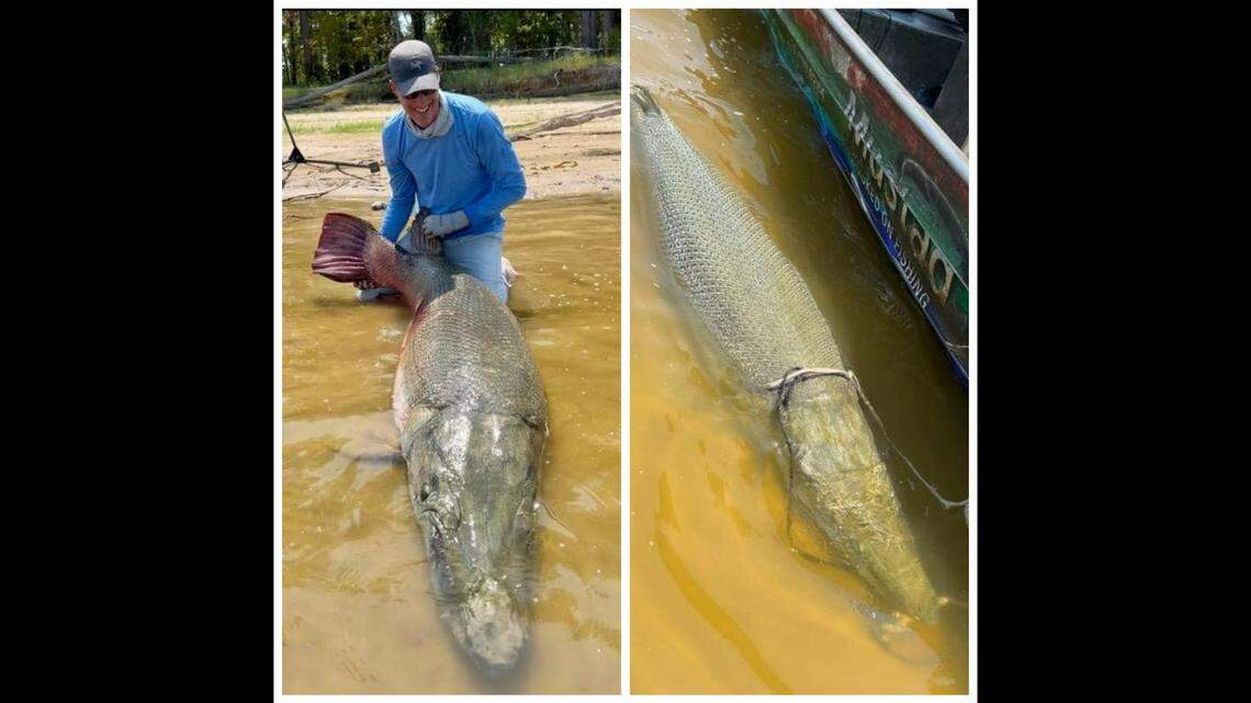 An angler recently reeled in a massive alligator gar that could set a new world record.