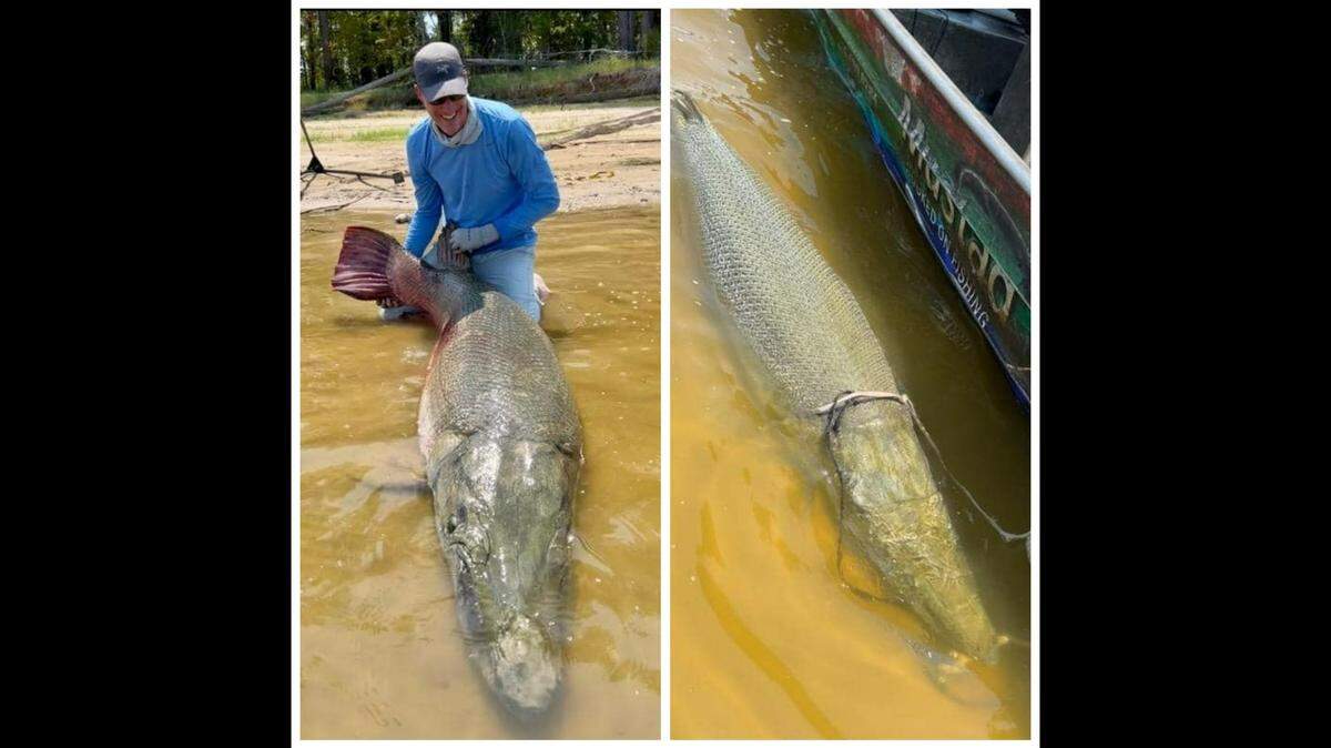 An angler recently reeled in a massive alligator gar that could set a new world record.