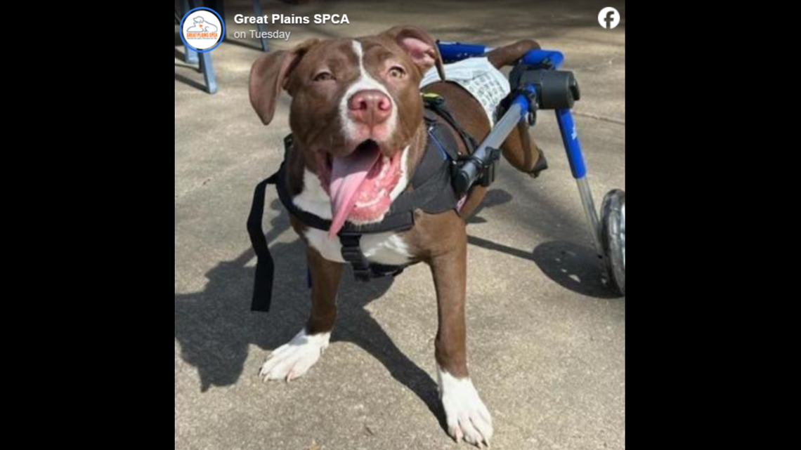 Sweet Coffee Bean is ready for an adventure