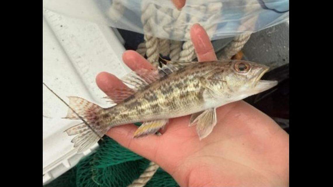 The fish was also the second-largest rock sea bass ever recorded in the bay, officials said.
