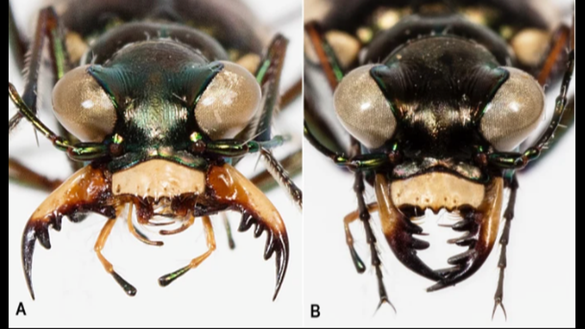 Eunota houstoniana