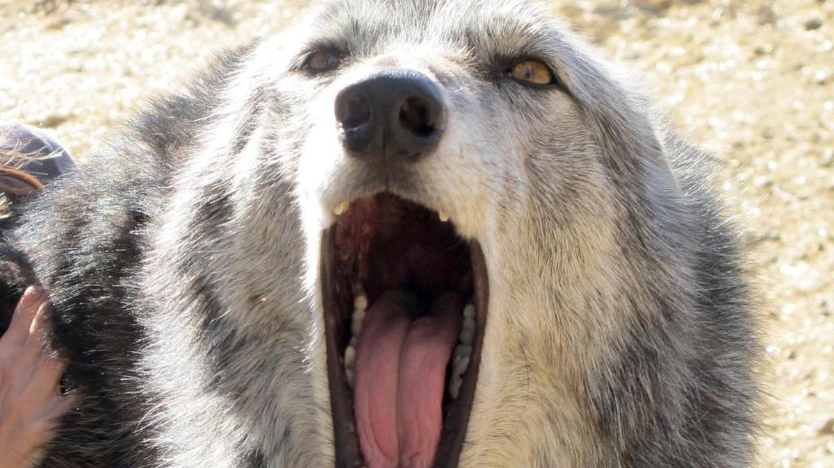 A Jan. 1, 2012 file photo of rescued wolf dogs at the center in Lockwood, Calif.