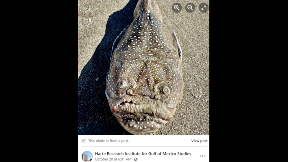 A strange looking fish was recently spotted on a Texas beach, but you might not want to touch it, experts say.