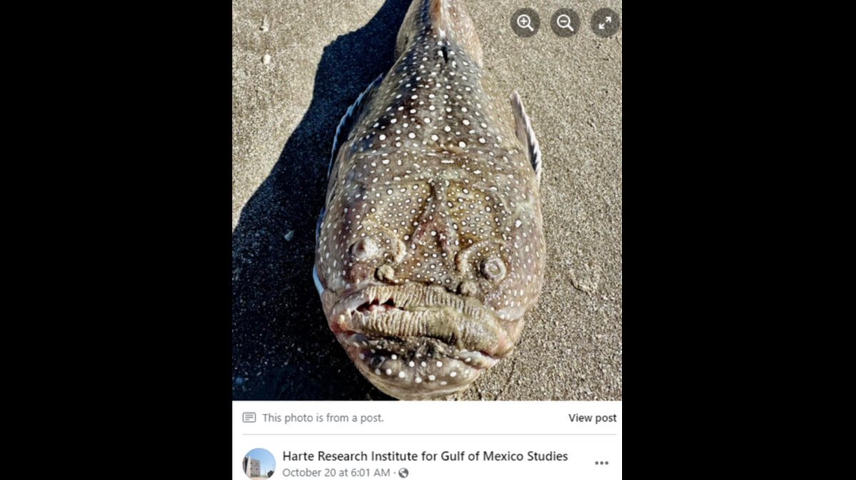 A strange looking fish was recently spotted on a Texas beach, but you might not want to touch it, experts say.