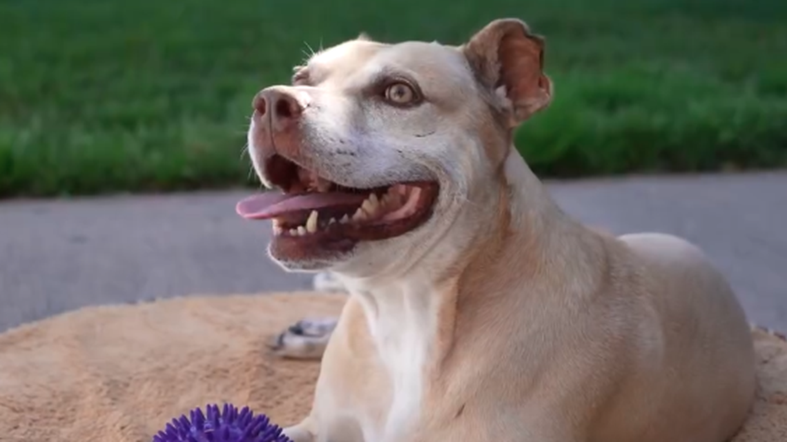 A dog named Zoomie has been adopted after spending two years in a League City, Texas, animal shelter.