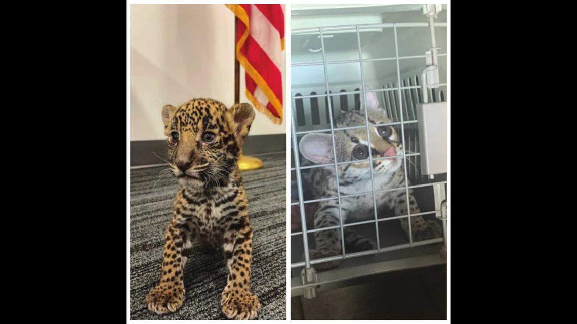 A Texas couple is accused of wildlife trafficking after the sale of a margay kitten (right) and attempted sale of a jaguar cub (left), federal officials say.