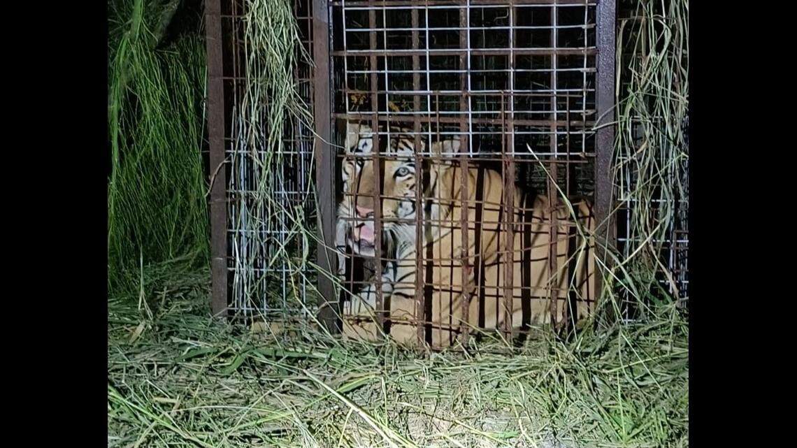 A tiger escaped a zoo in Mexico near the Texas border and was on the run for nearly a week before it was captured, officials said.
