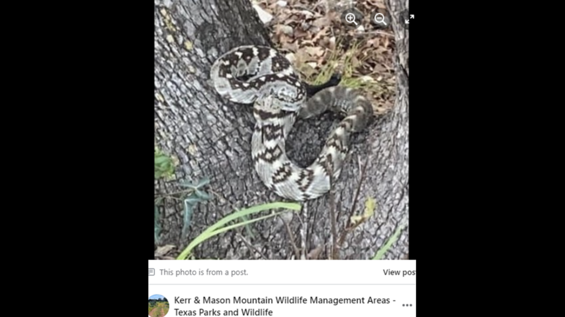 A rarely seen species of venomous snake was recently spotted in Texas, catching the attention of area wildlife officials.