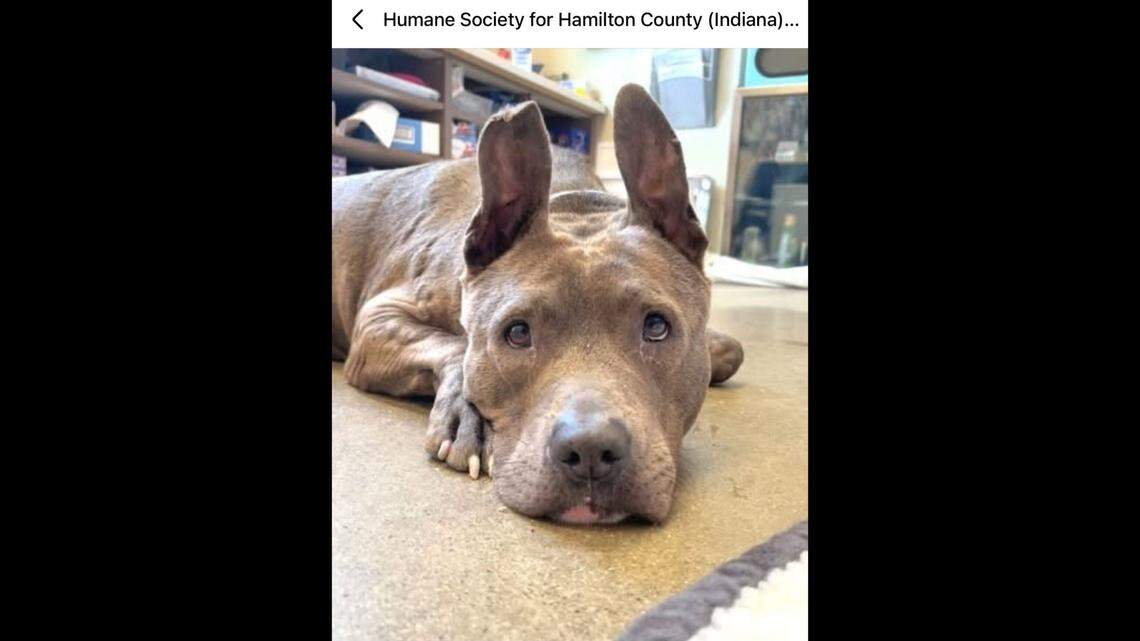 Just look at those ears!