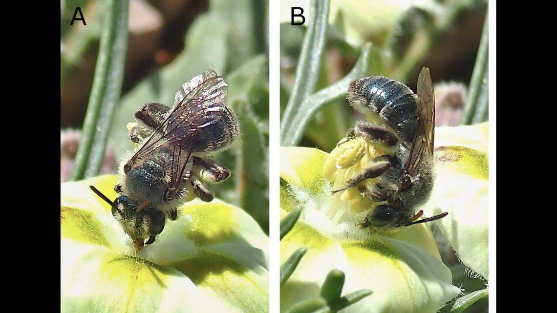 Andrena androfovea doing a “handstand” while feeding on nectar.