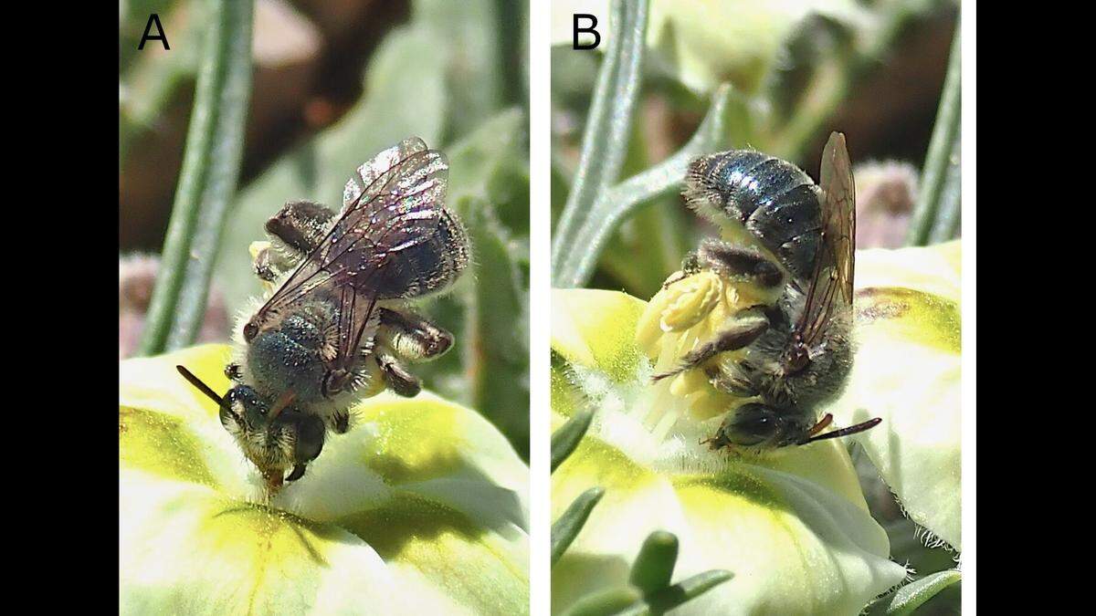 Andrena androfovea doing a “handstand” while feeding on nectar.